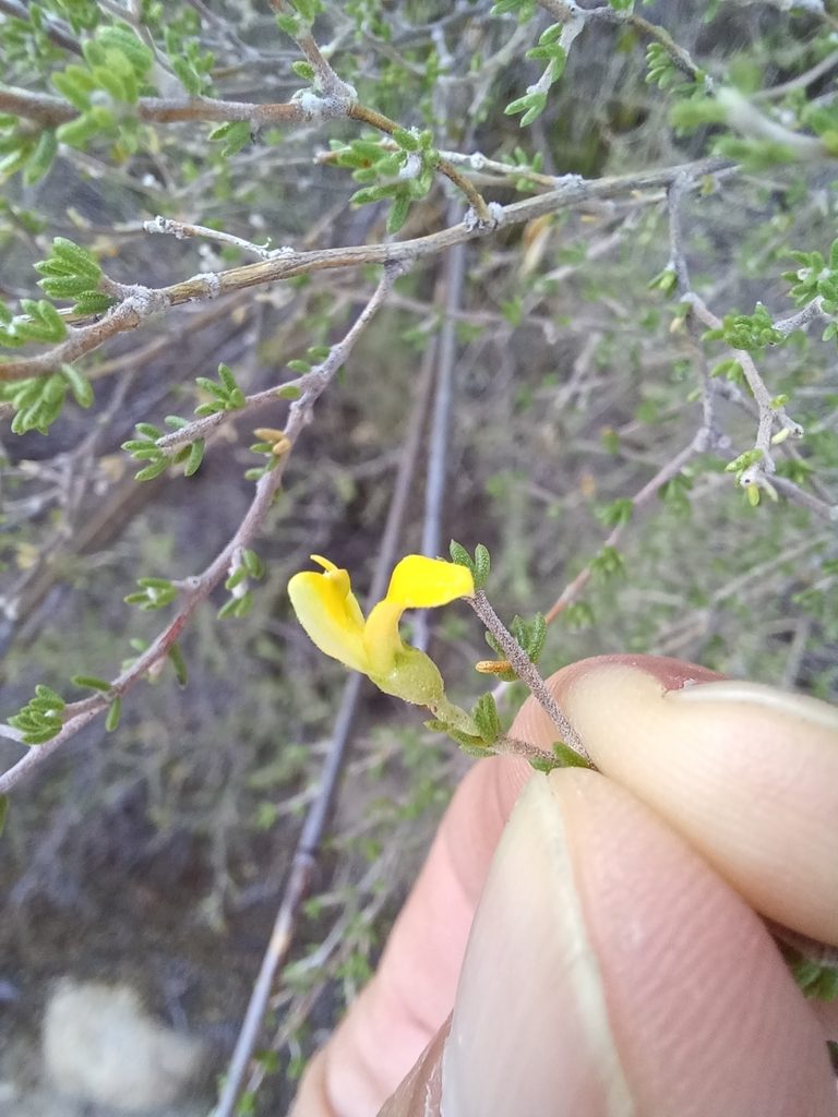 Aspalathus pilantha, photographed by Danie Palm