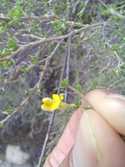 Aspalathus pilantha, photographed by Danie Palm
