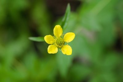 Geum urbanum, photographed by Tobias Schönberg
