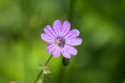 Geranium pyrenaicum, photographed by Tobias Schönberg