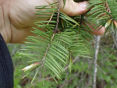 Pseudotsuga menziesii, photographed by Shane Johnson
