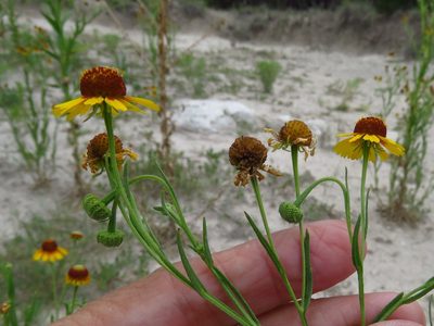 Helenium elegans