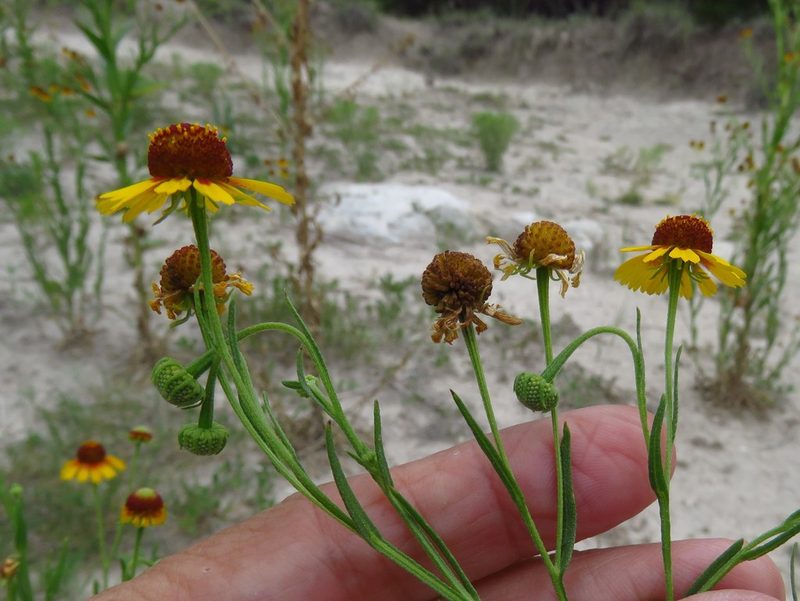 Helenium elegans, photographed by Annika Lindqvist