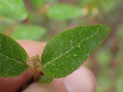Shepherdia canadensis, photographed by Shane Johnson