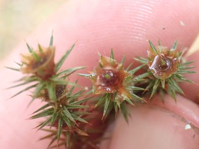 Polytrichum juniperinum, photographed by Shane Johnson