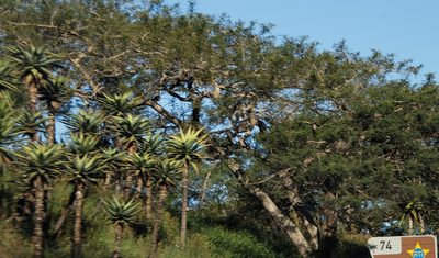 Vachellia sieberiana, photographed by Tony Rebelo