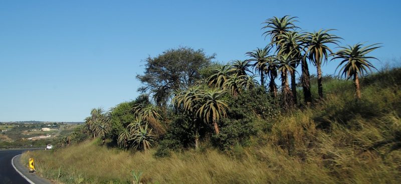 Aloe candelabrum, photographed by Tony Rebelo