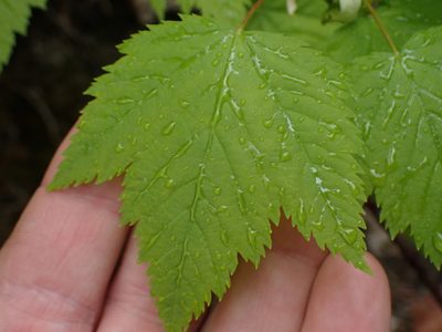 Acer glabrum, photographed by Shane Johnson