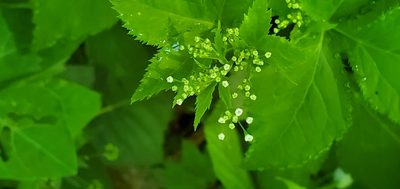 Cryptotaenia canadensis, photographed by Edie