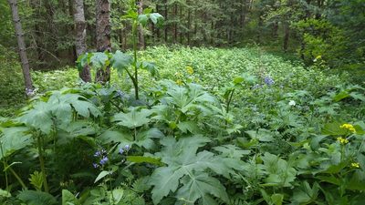 Heracleum dissectum, photographed by Екатерина Гущина