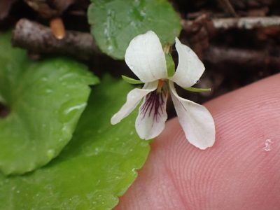Viola renifolia, photographed by Shane Johnson
