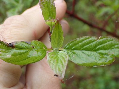 Cornus sericea, photographed by Shane Johnson