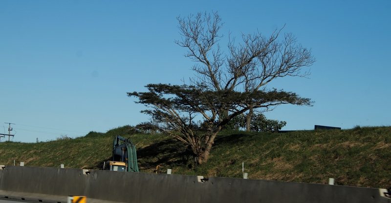 Vachellia sieberiana, photographed by Tony Rebelo