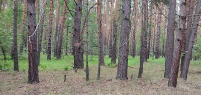 Pinus sylvestris, photographed by Yurii Basov
