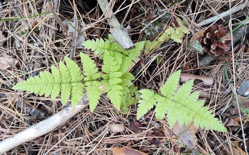 Dryopteris carthusiana, photographed by Yurii Basov