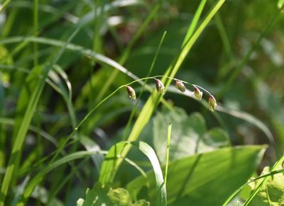 Melica nutans, photographed by Игорь Васильев