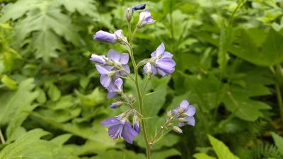 Polemonium caeruleum, photographed by Екатерина Гущина