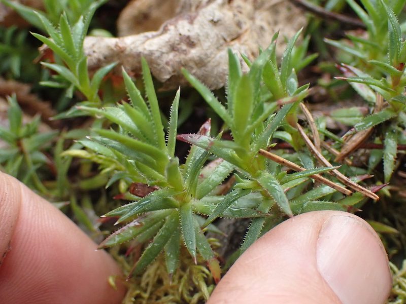 Saxifraga bronchialis, photographed by Shane Johnson