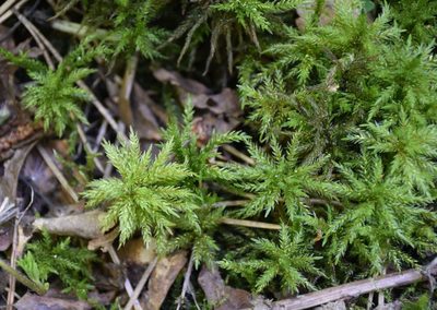 Climacium dendroides, photographed by Игорь Васильев