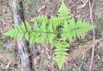Dryopteris carthusiana, photographed by Yurii Basov