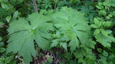 Aconitum septentrionale, photographed by Екатерина Гущина