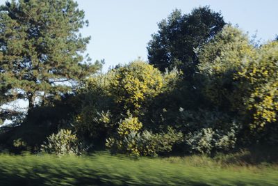 Acacia podalyriifolia, photographed by Tony Rebelo
