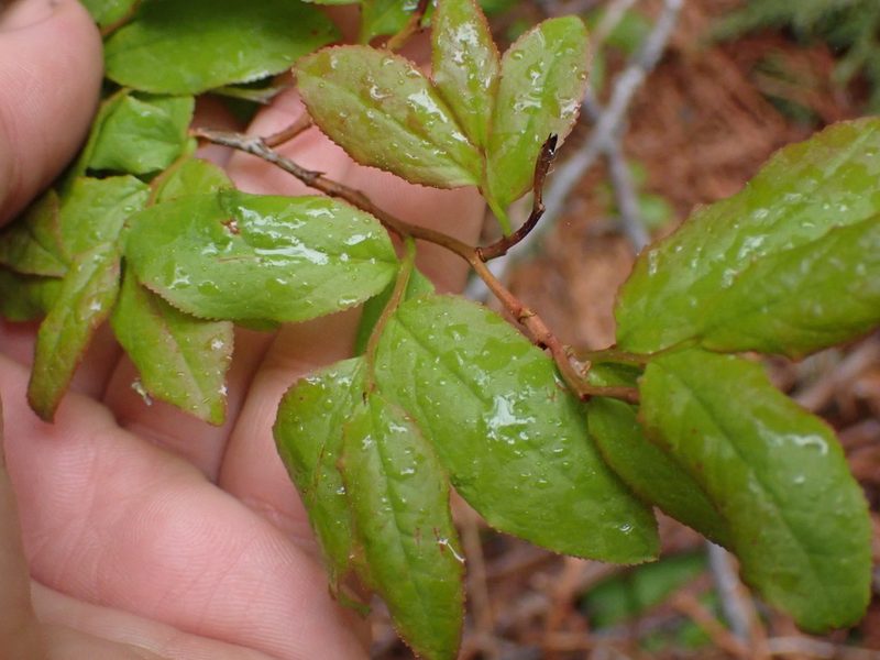 Vaccinium membranaceum, photographed by Shane Johnson