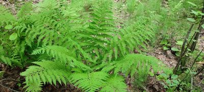 Athyrium filix-femina, photographed by Yurii Basov