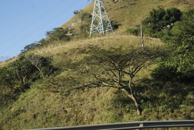 Albizia adianthifolia