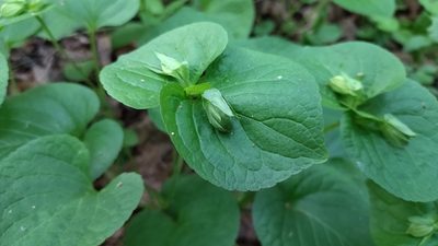 Viola mirabilis, photographed by Екатерина Гущина