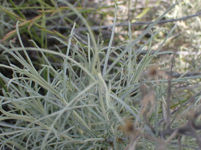Ericameria nauseosa, photographed by Shane Johnson