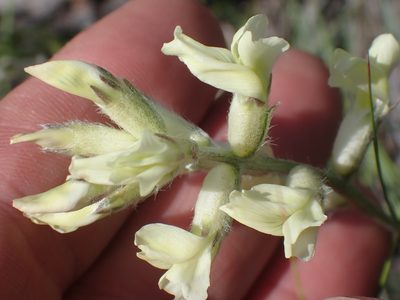 Oxytropis sericea, photographed by Shane Johnson