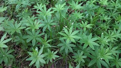 Galium odoratum, photographed by Екатерина Гущина