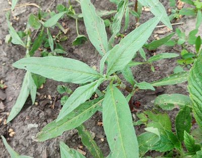 Persicaria lapathifolia, photographed by Yurii Basov