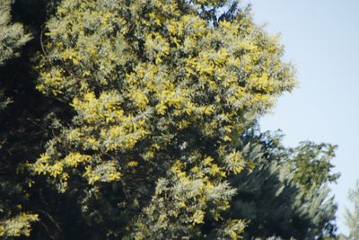 Acacia podalyriifolia, photographed by Tony Rebelo