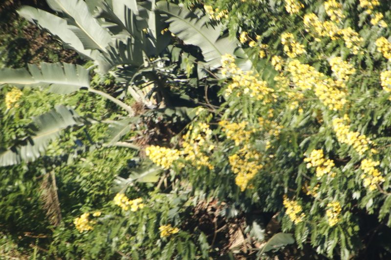 Senna didymobotrya, photographed by Tony Rebelo