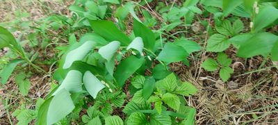 Polygonatum odoratum, photographed by Yurii Basov