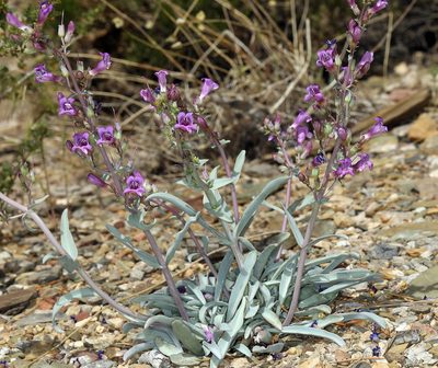 Penstemon patens, photographed by Steve Matson