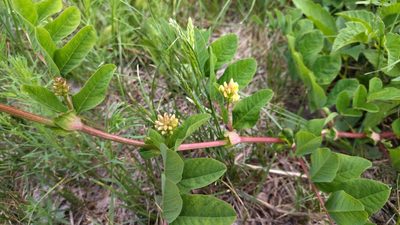 Astragalus glycyphyllos, photographed by Екатерина Гущина
