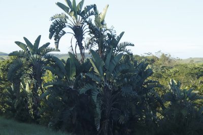 Strelitzia nicolai, photographed by Tony Rebelo