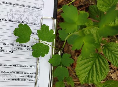 Thalictrum minus, photographed by Yurii Basov