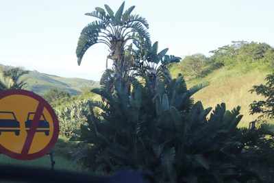 Strelitzia nicolai, photographed by Tony Rebelo