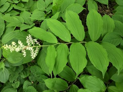 Maianthemum racemosum, photographed by Nathan Cole