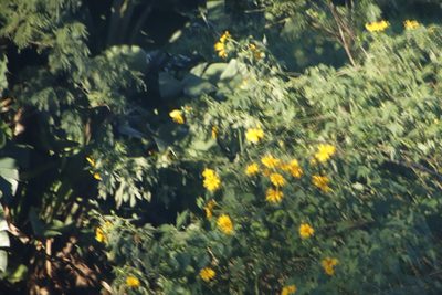 Tithonia diversifolia, photographed by Tony Rebelo