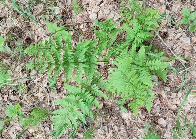 Dryopteris carthusiana, photographed by Yurii Basov