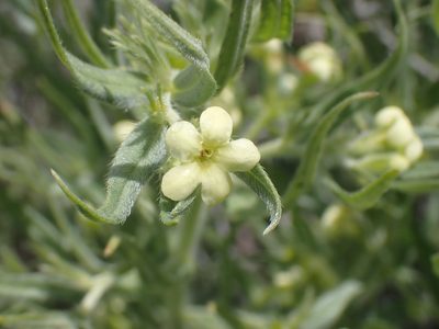 Lithospermum ruderale, photographed by Shane Johnson
