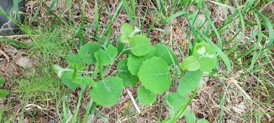 Populus tremula, photographed by Yurii Basov