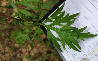 Artemisia vulgaris, photographed by Yurii Basov