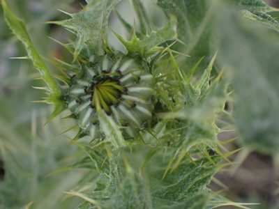 Cirsium undulatum, photographed by Shane Johnson