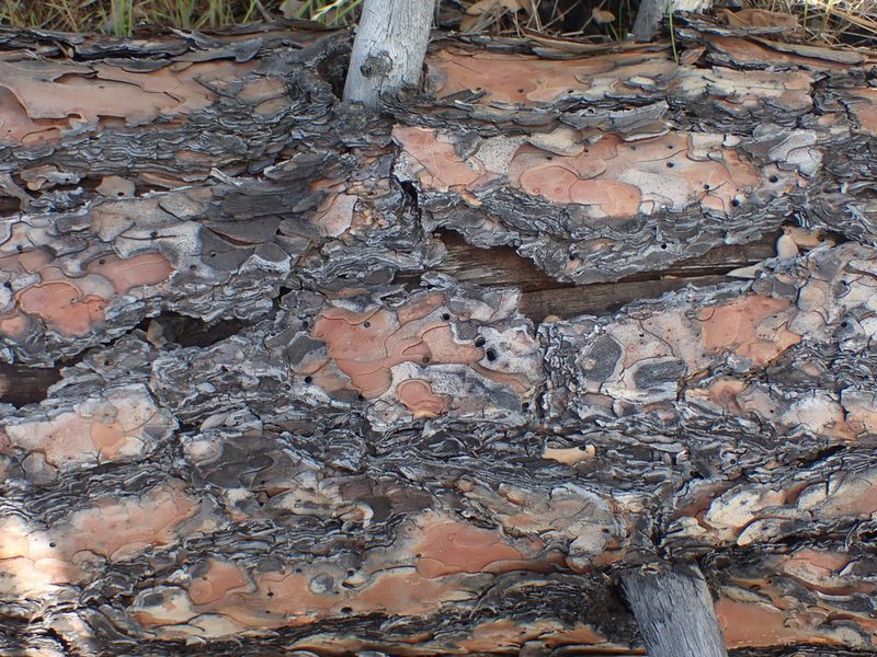 Pinus ponderosa, photographed by Shane Johnson
